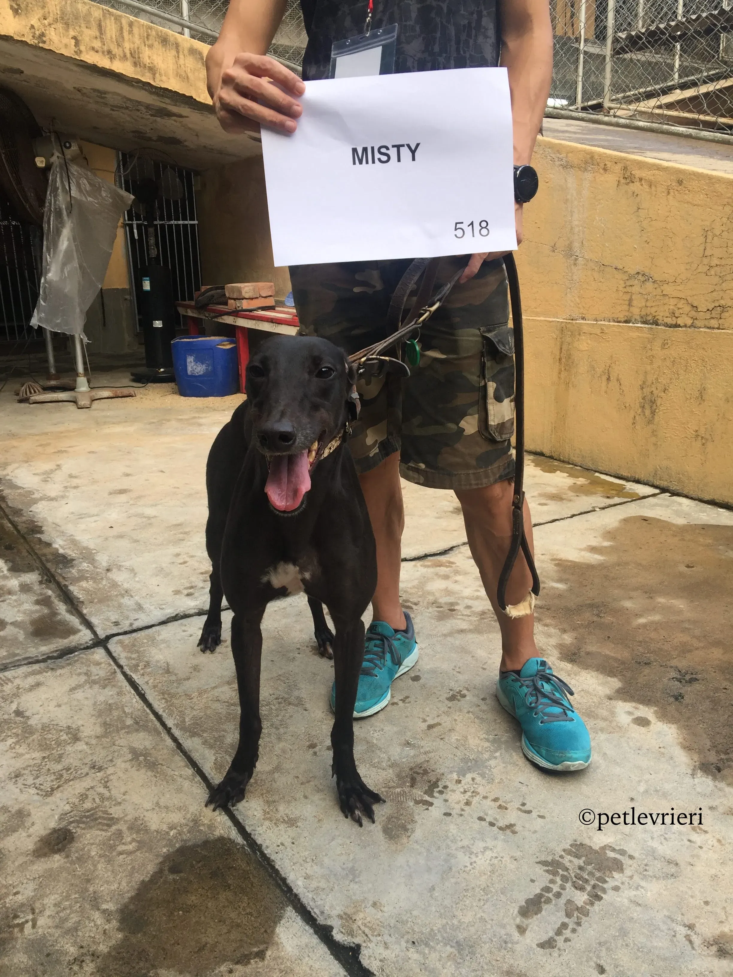 misty adozione greyhound macao 4