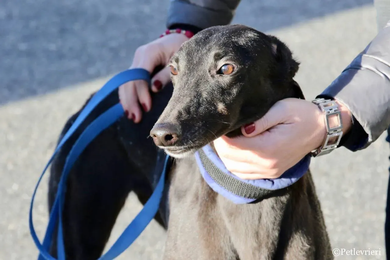 misty adozione greyhound macao 5 1
