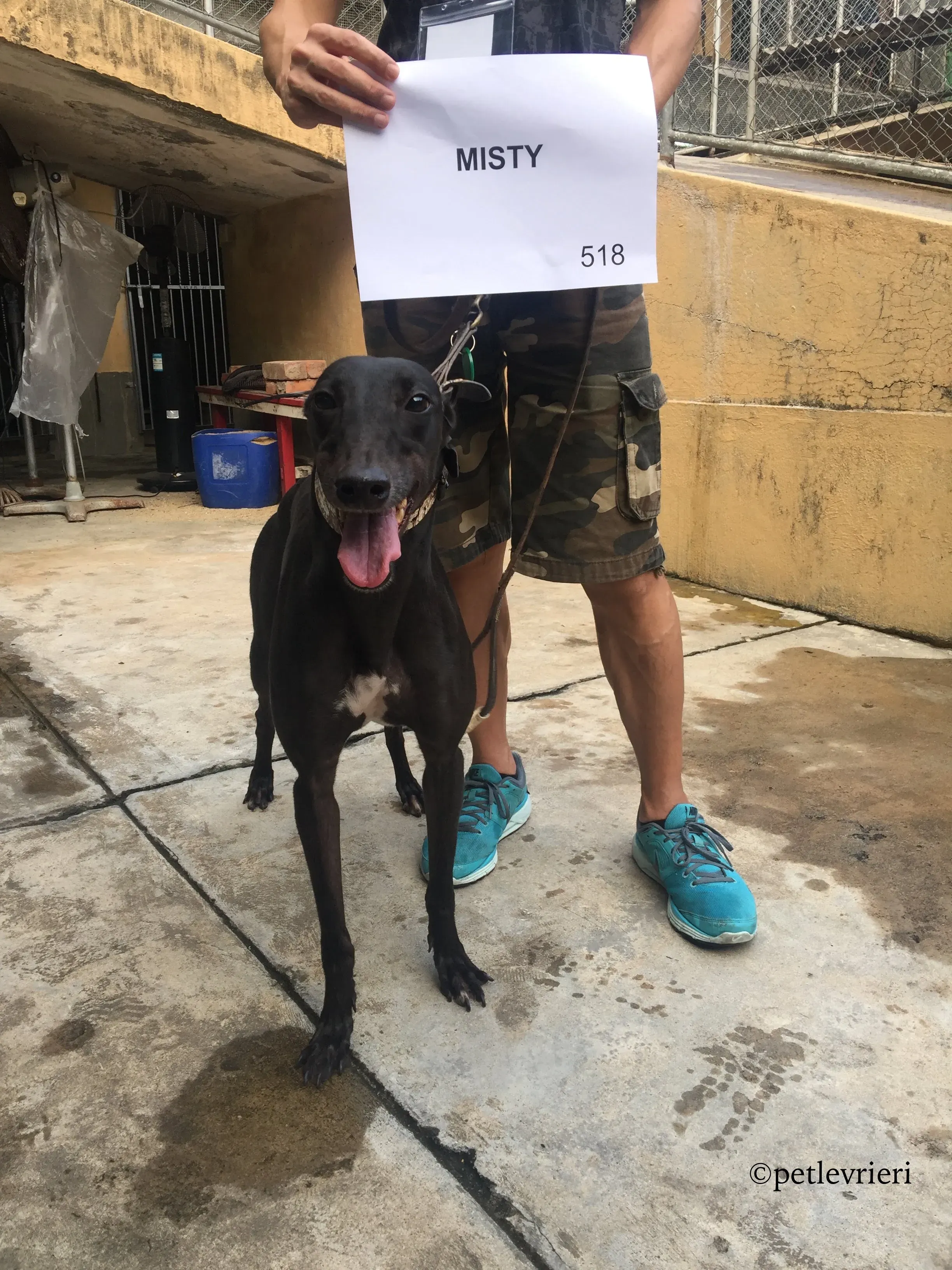 misty adozione greyhound macao 5