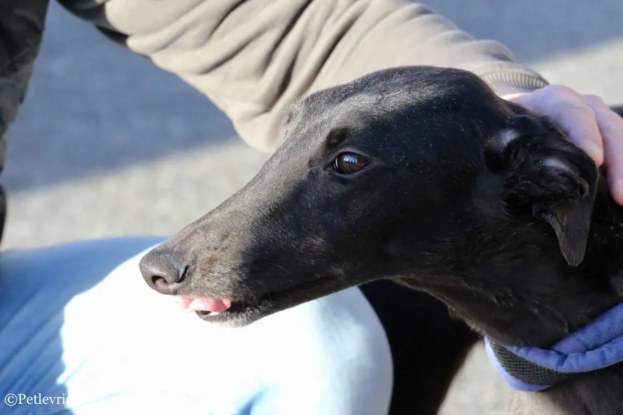 misty adozione greyhound macao 6 1