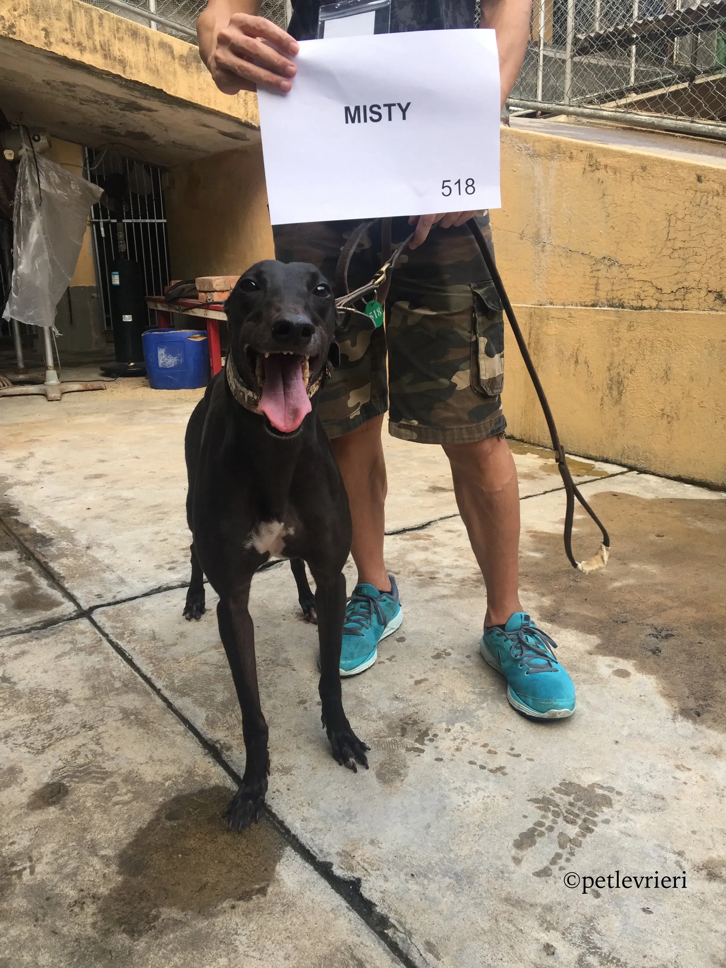 misty adozione greyhound macao 6