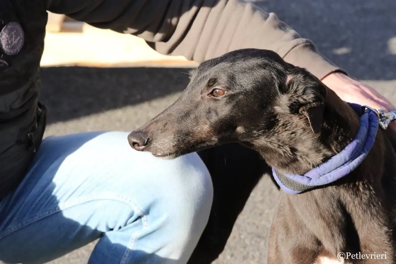 misty adozione greyhound macao 7 1