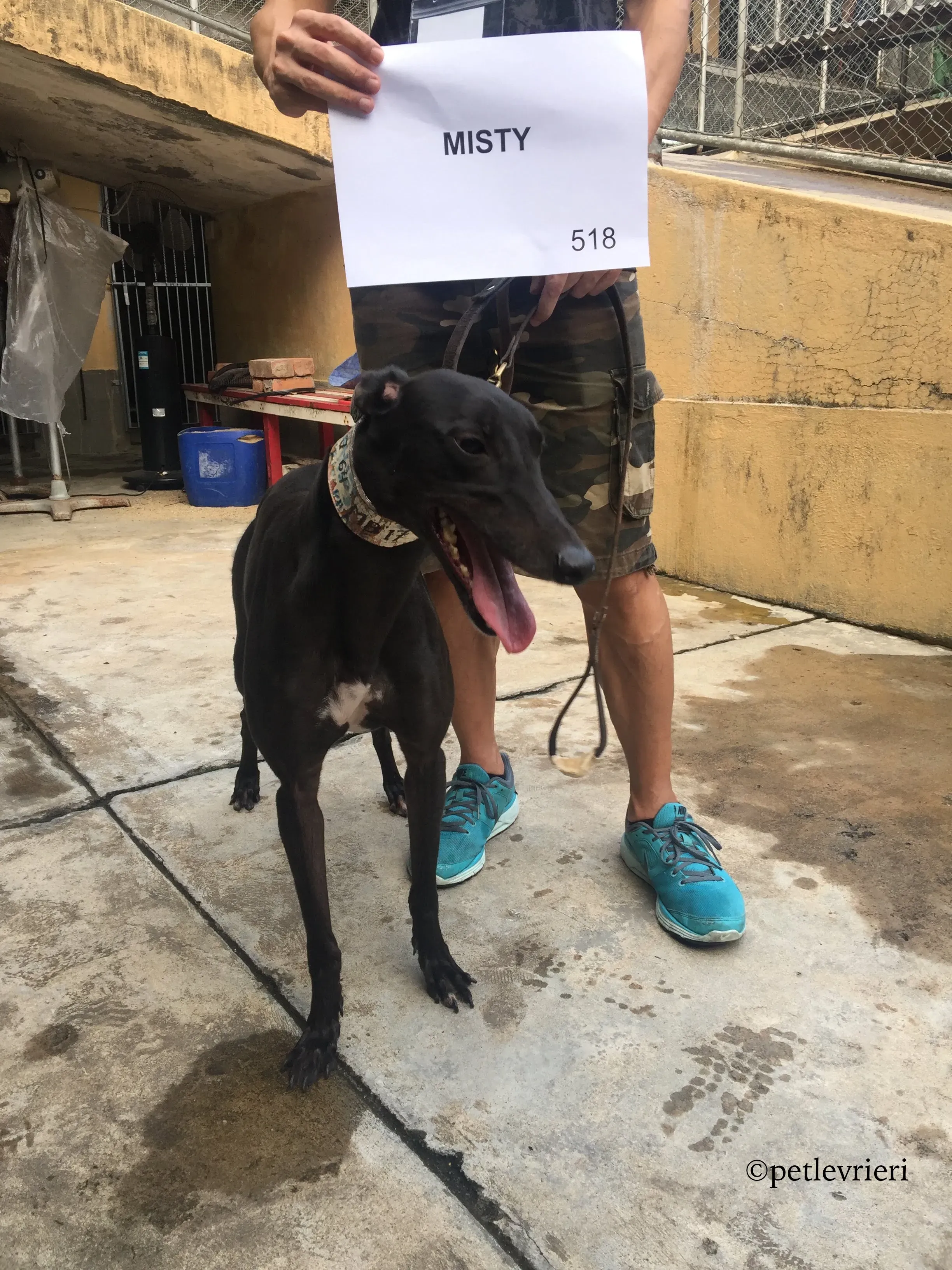 misty adozione greyhound macao 7