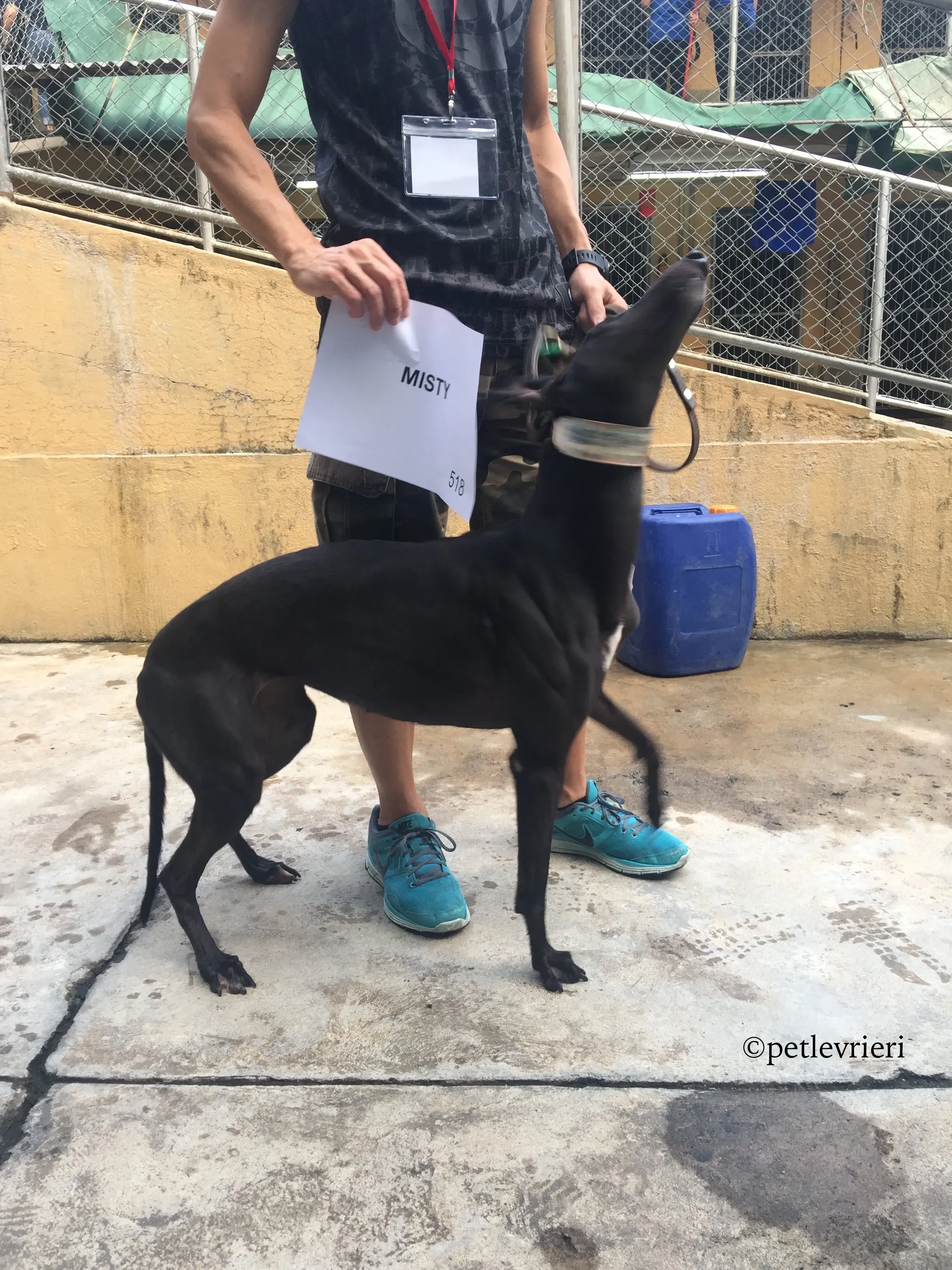 misty adozione greyhound macao 8