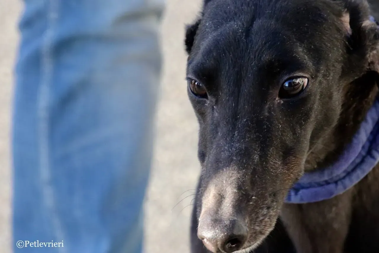 misty adozione greyhound macao 9