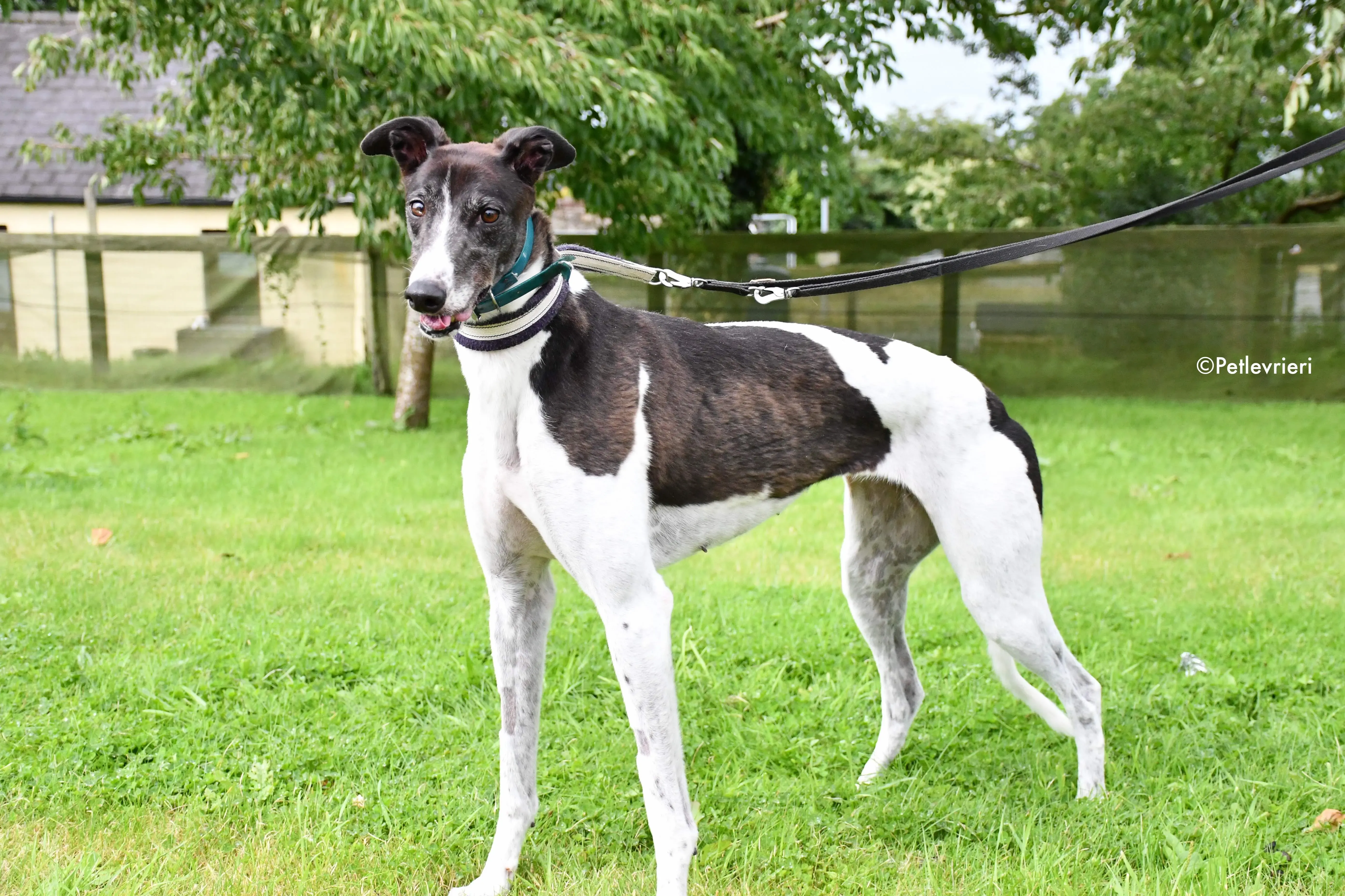 misty adozione levrieri grehyound 1