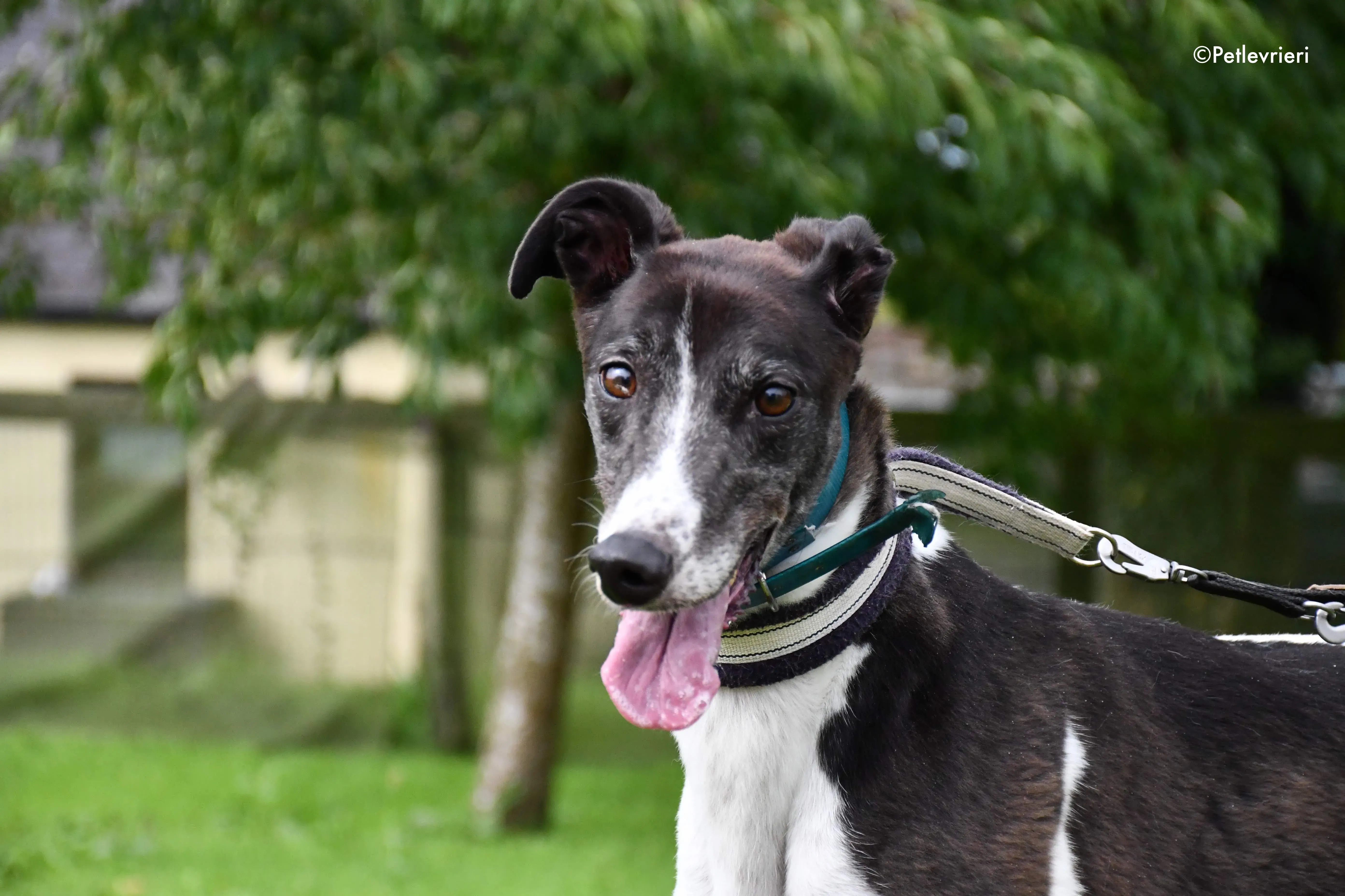 misty adozione levrieri grehyound 2