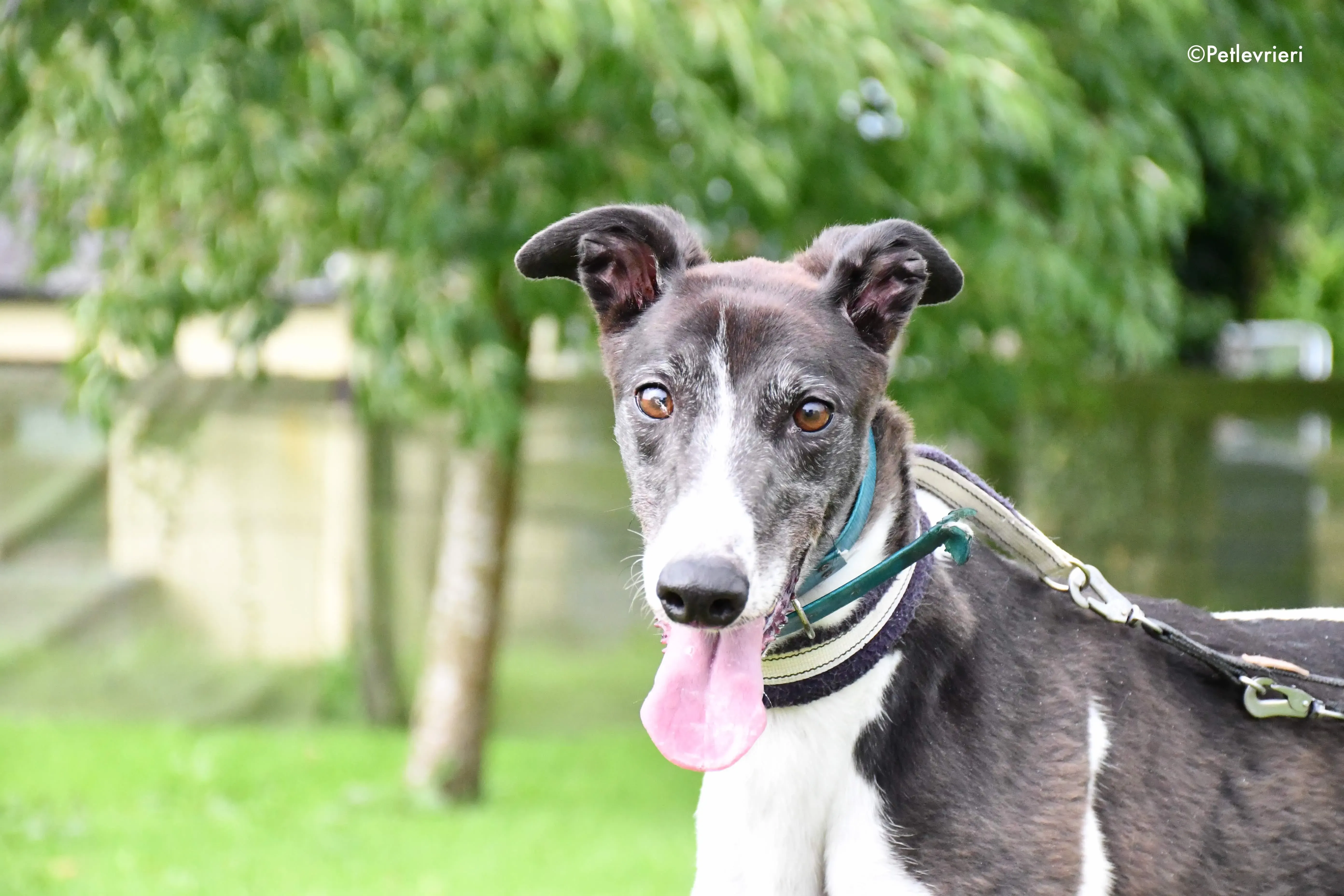 misty adozione levrieri grehyound 3