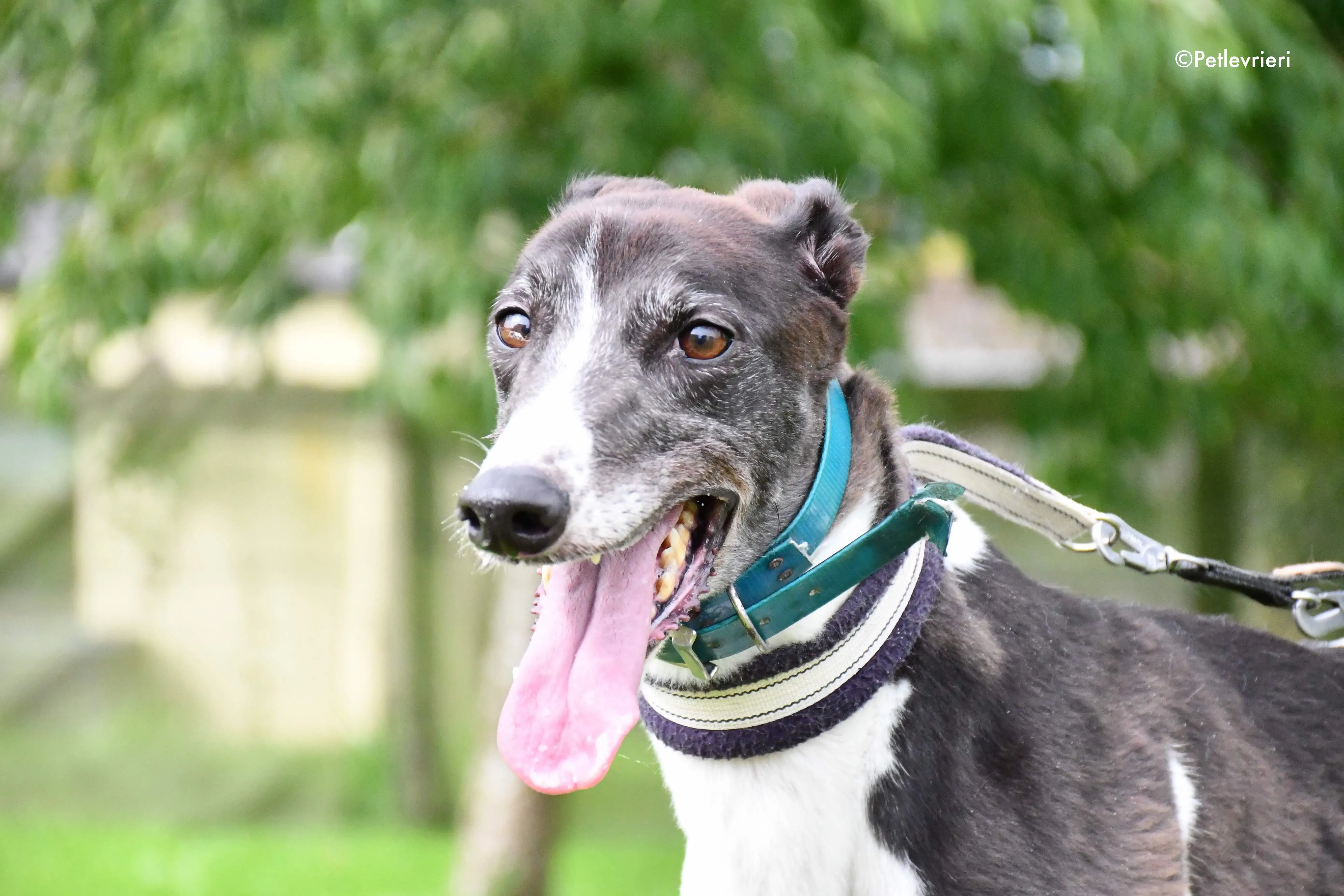 misty adozione levrieri grehyound 4