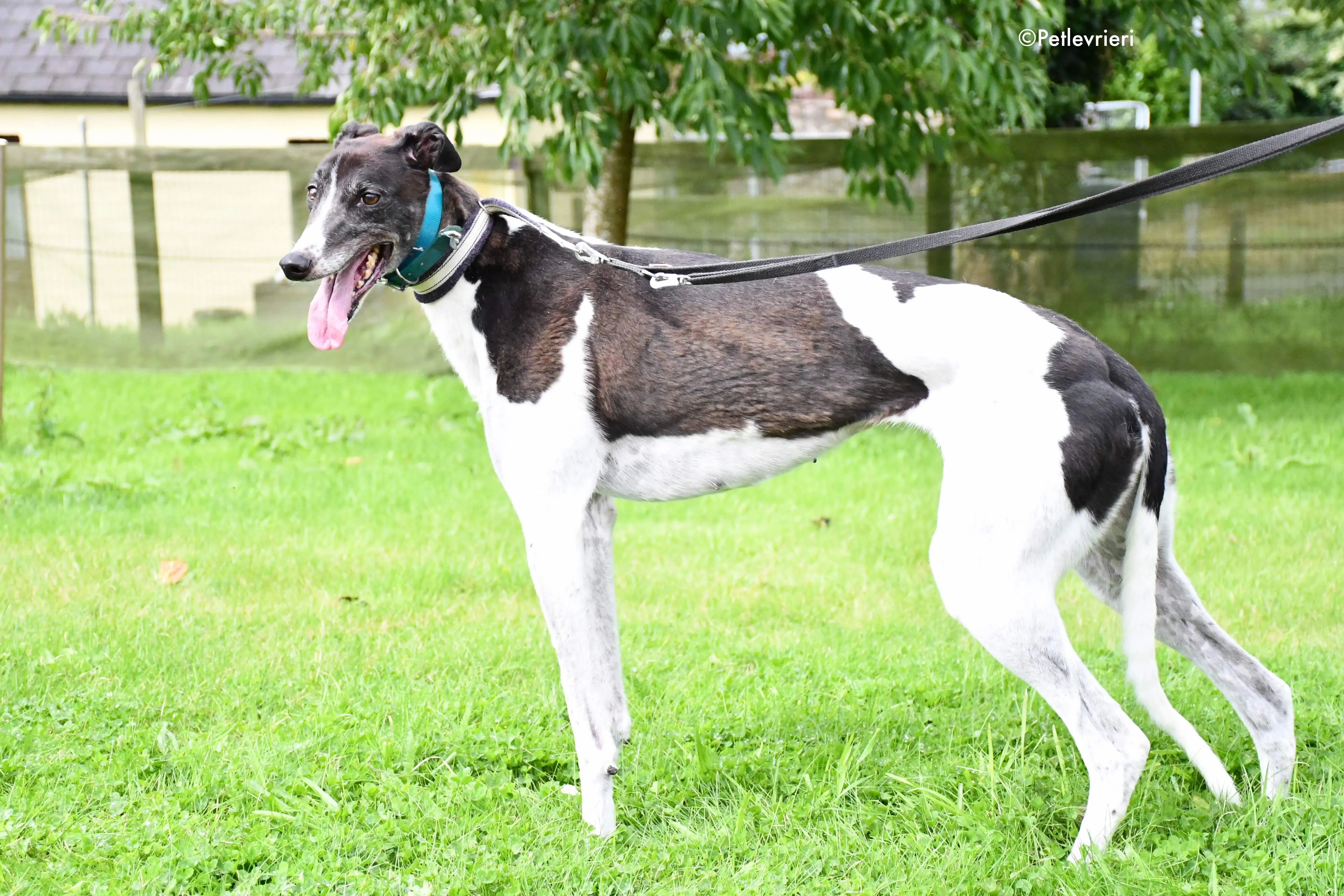 misty adozione levrieri grehyound 5