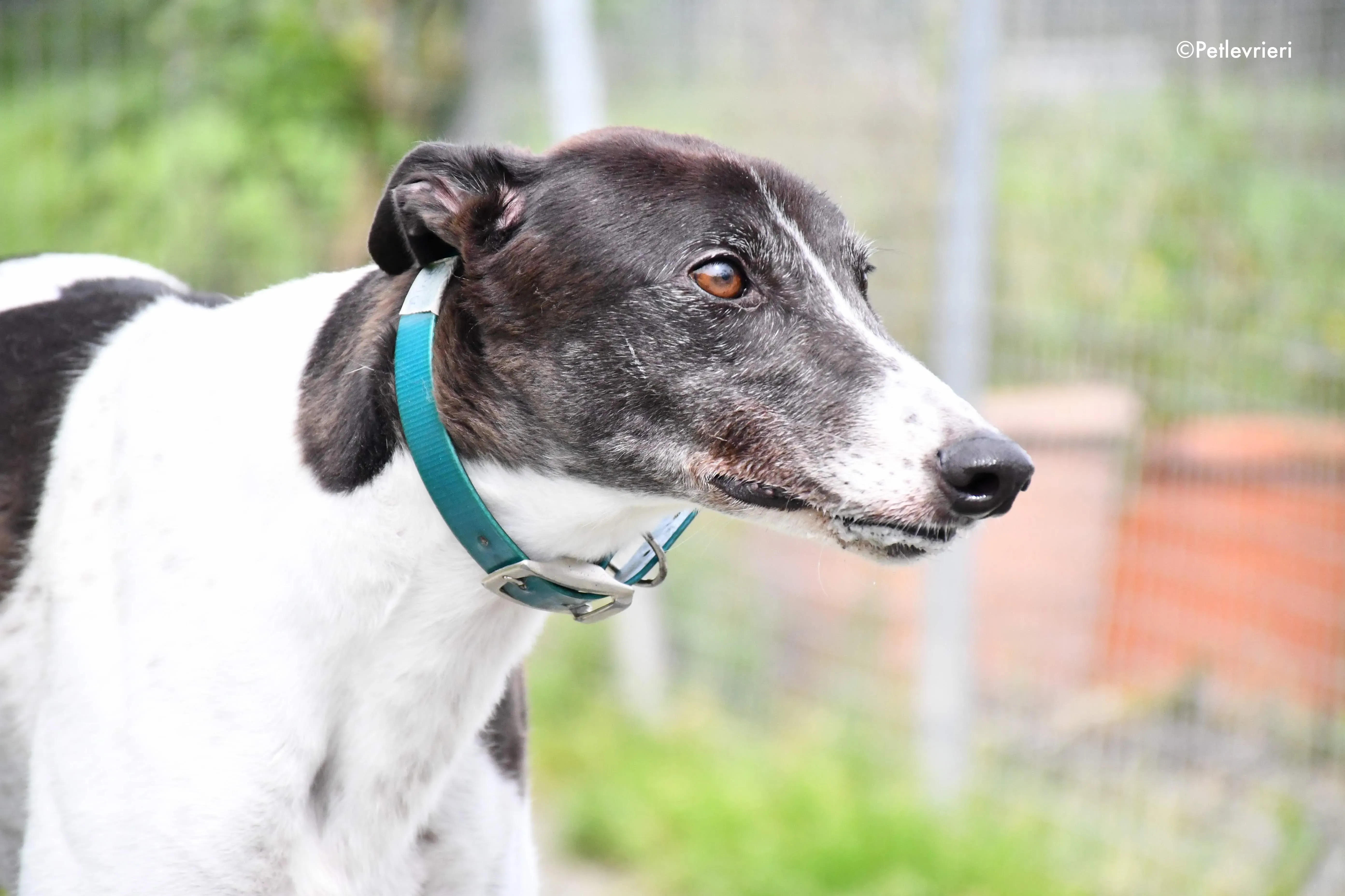 misty adozione levrieri grehyound 6