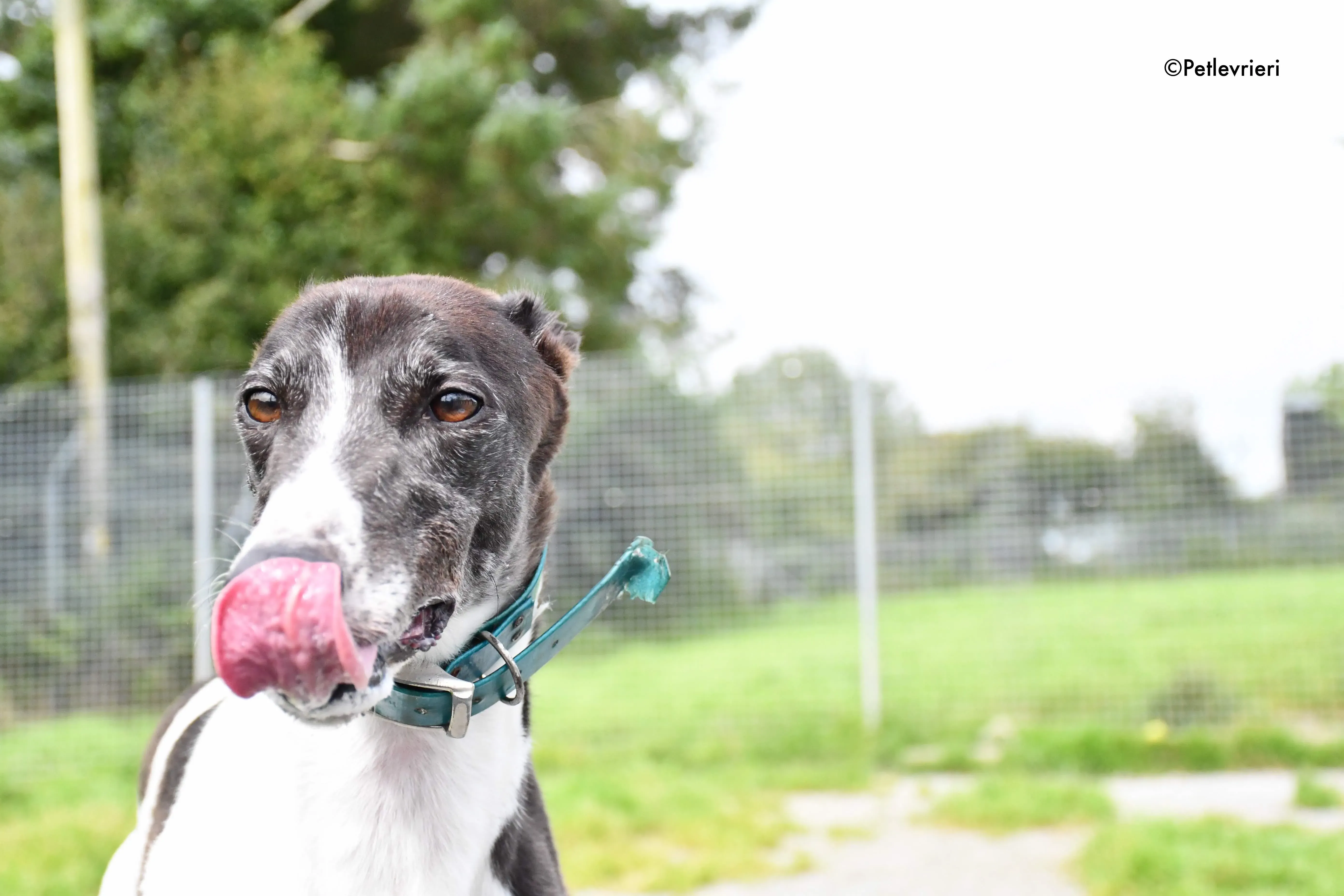 misty adozione levrieri grehyound 7