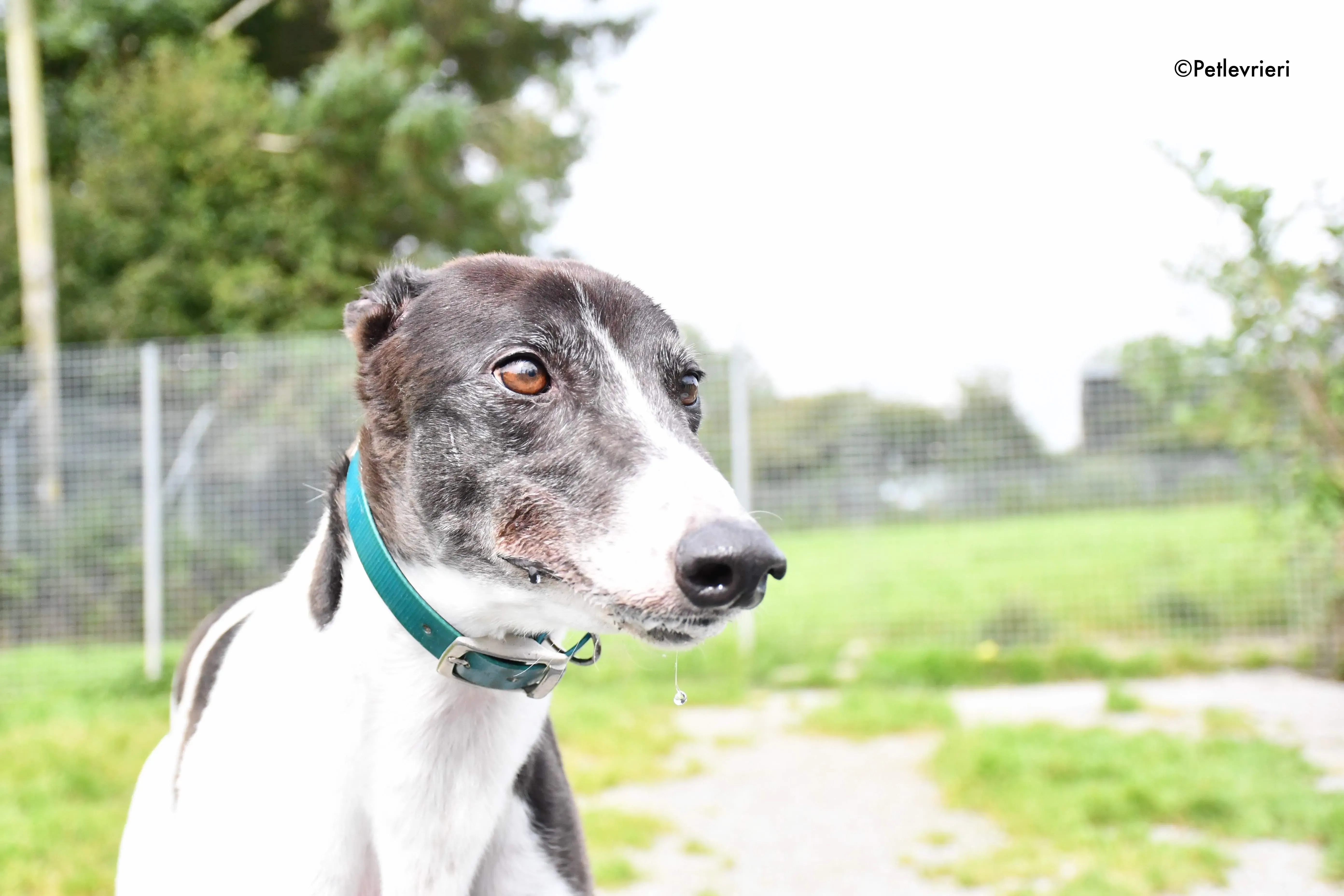 misty adozione levrieri grehyound 8