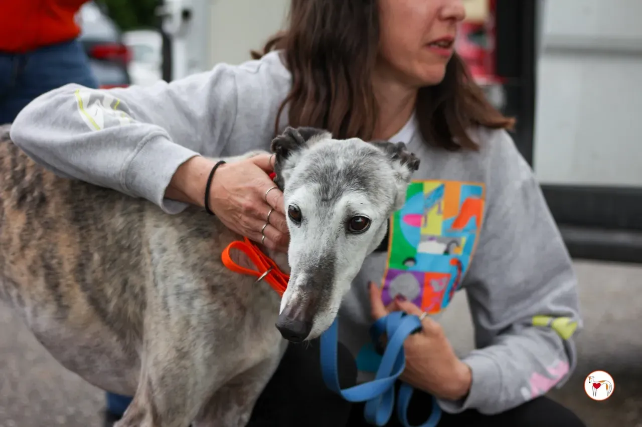 mitico galgo foster 01