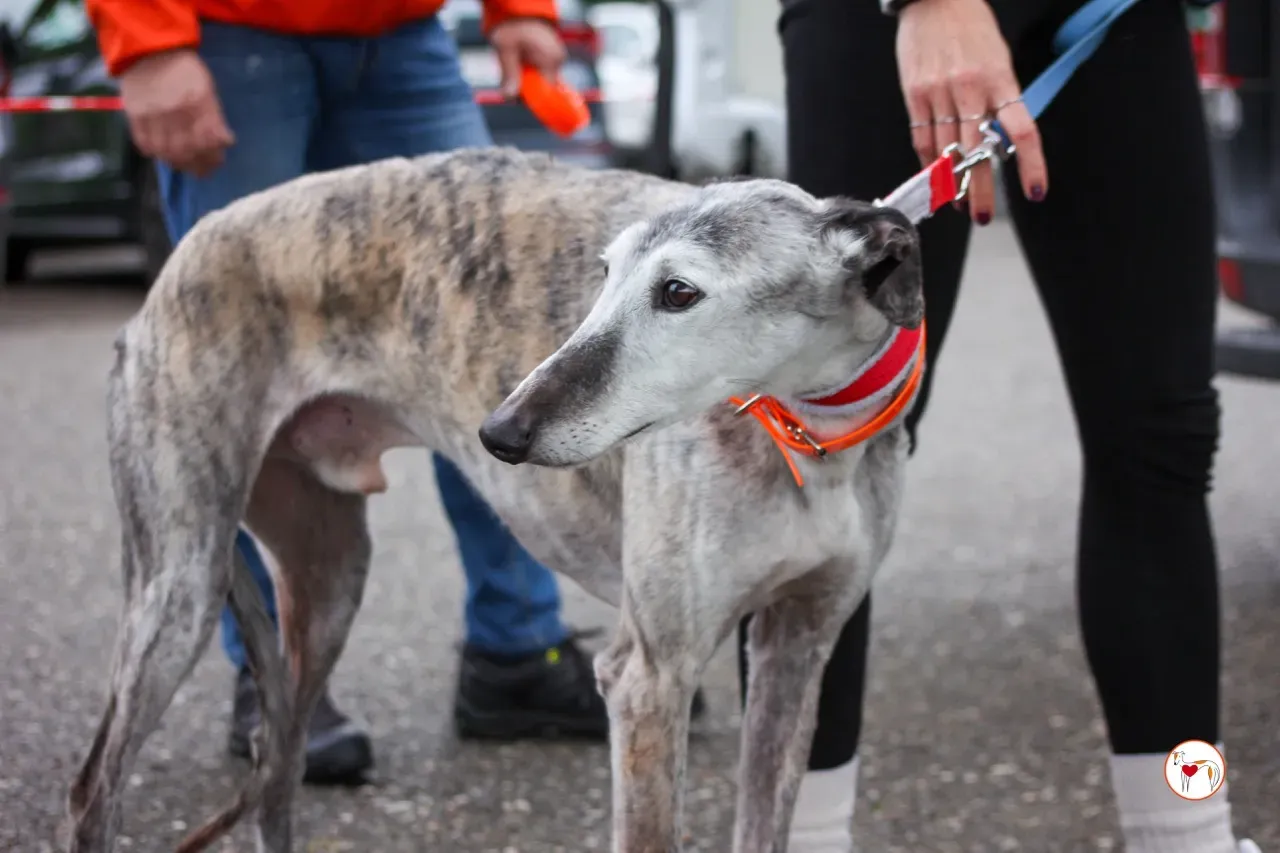 mitico galgo foster 02