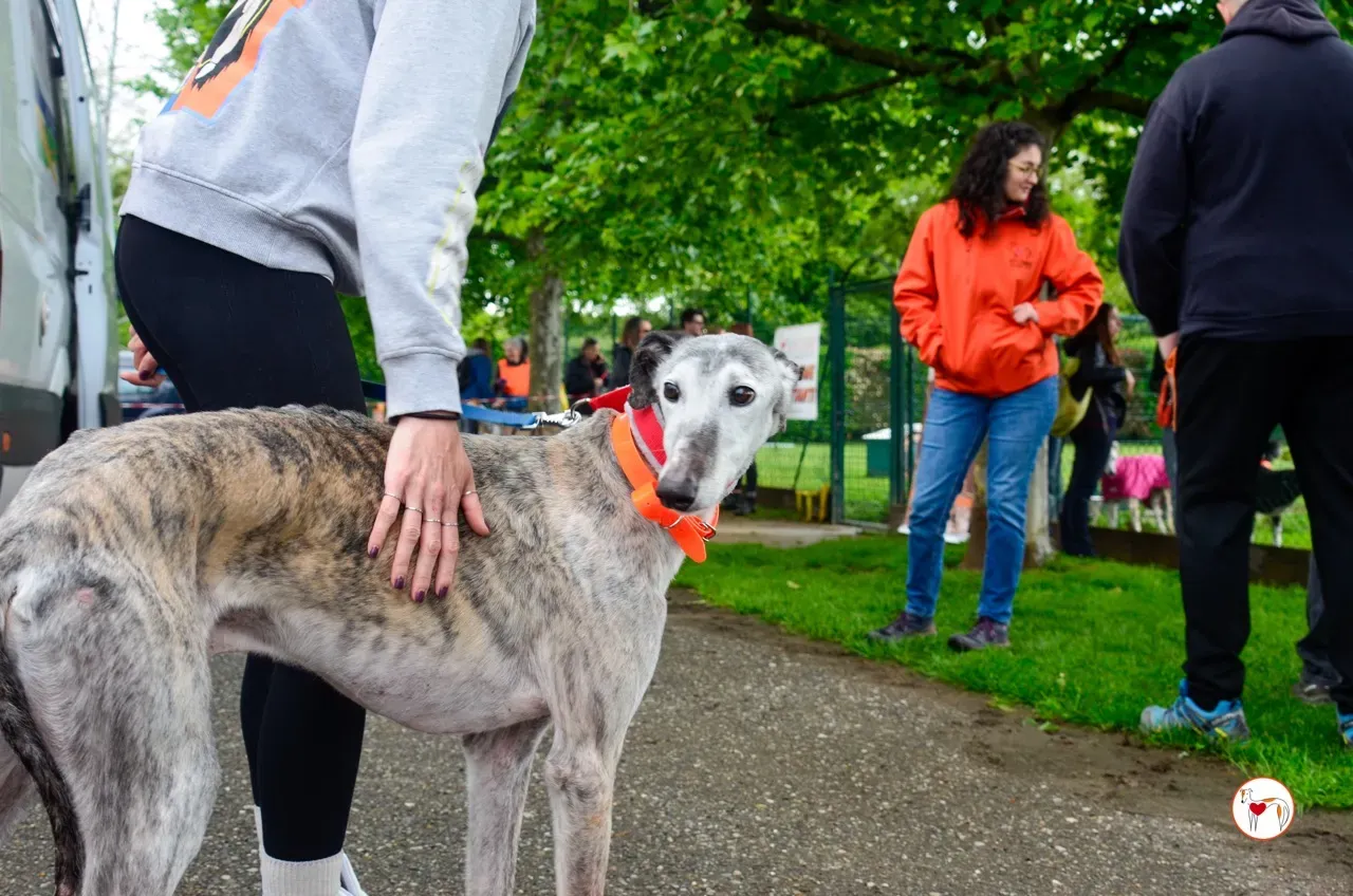 mitico galgo foster 03