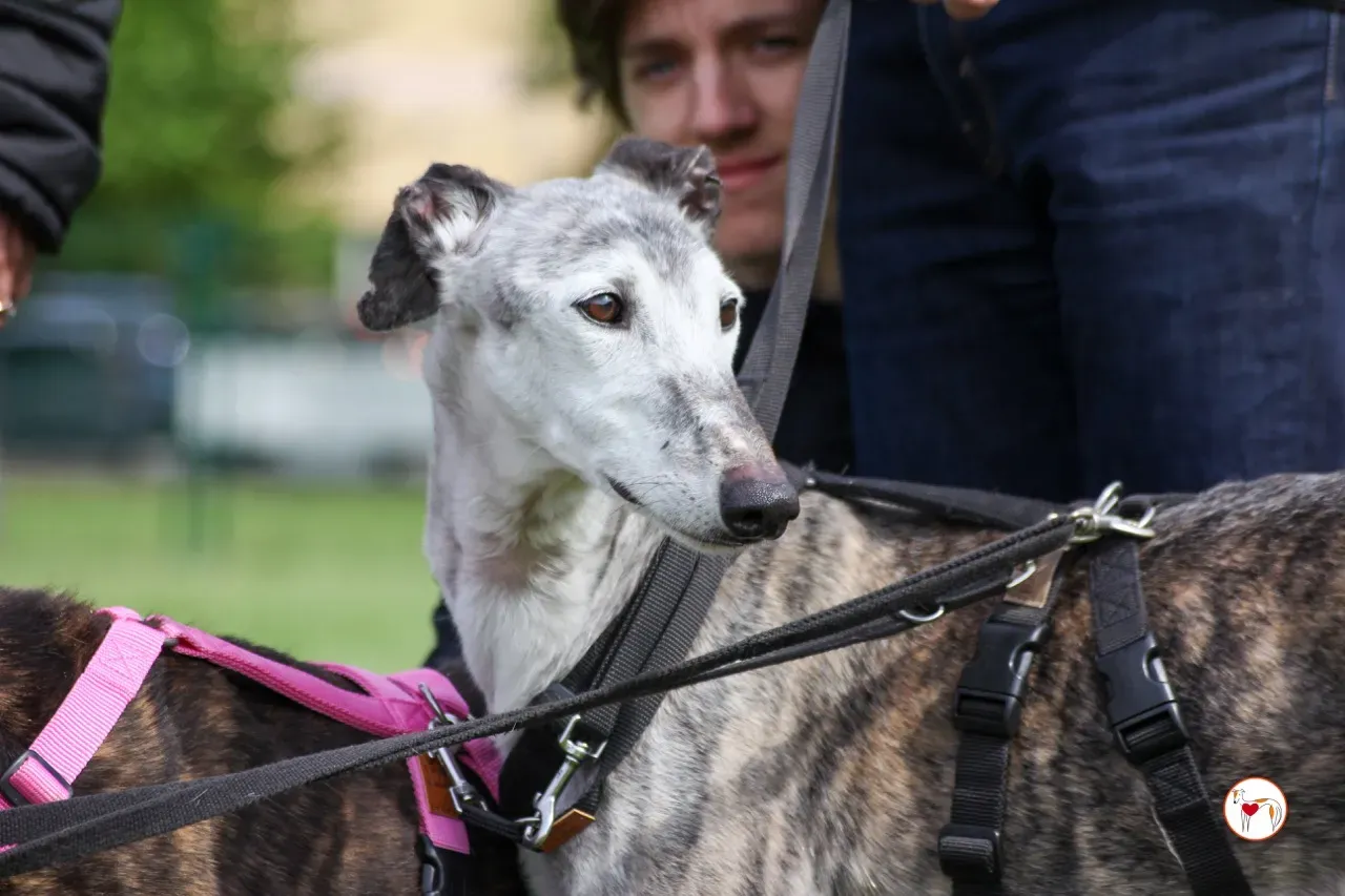 mitico galgo foster 04