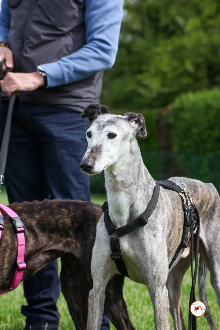 mitico galgo foster 05