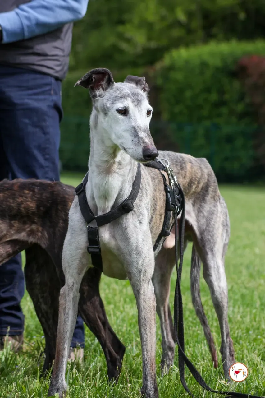 mitico galgo foster 06