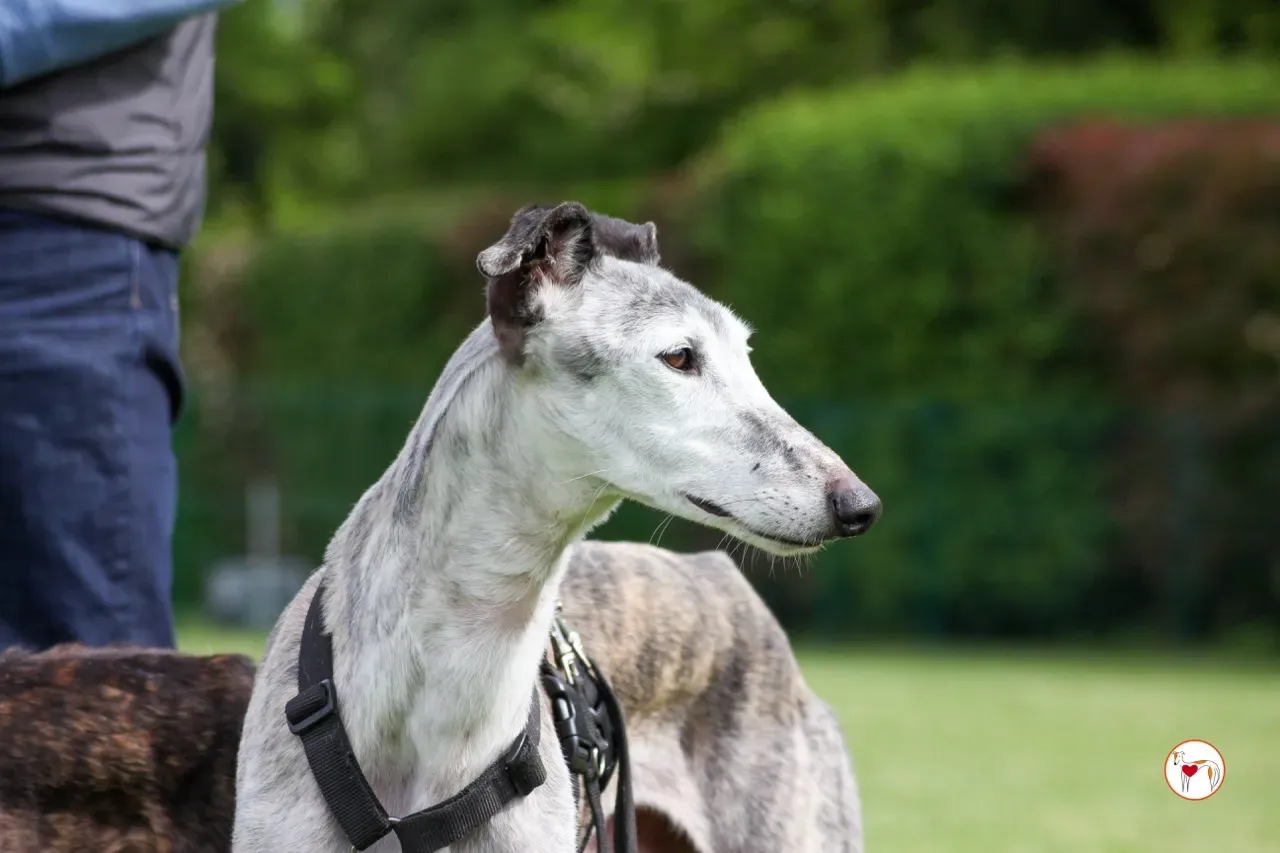 mitico galgo foster 07