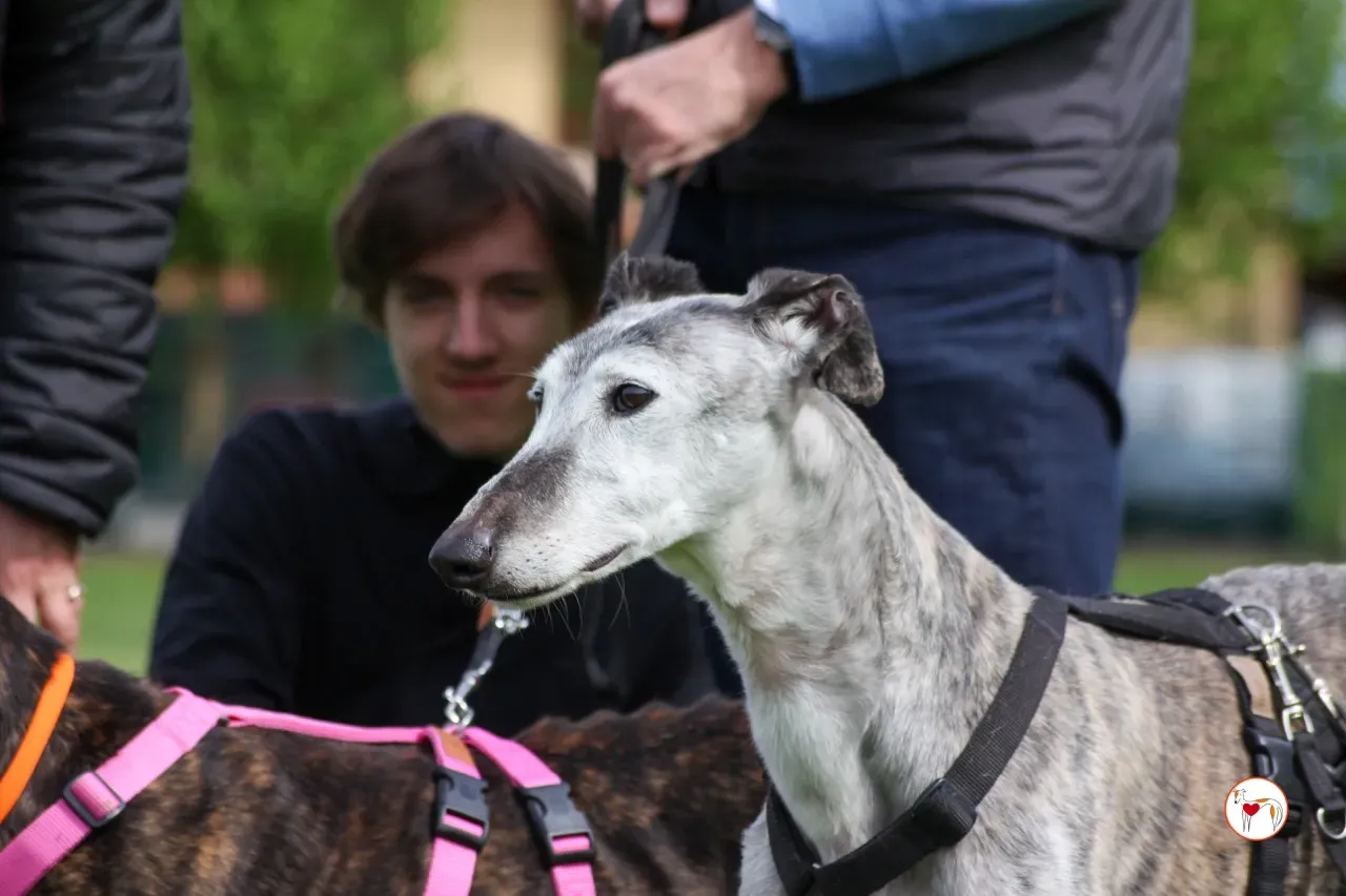 mitico galgo foster 08