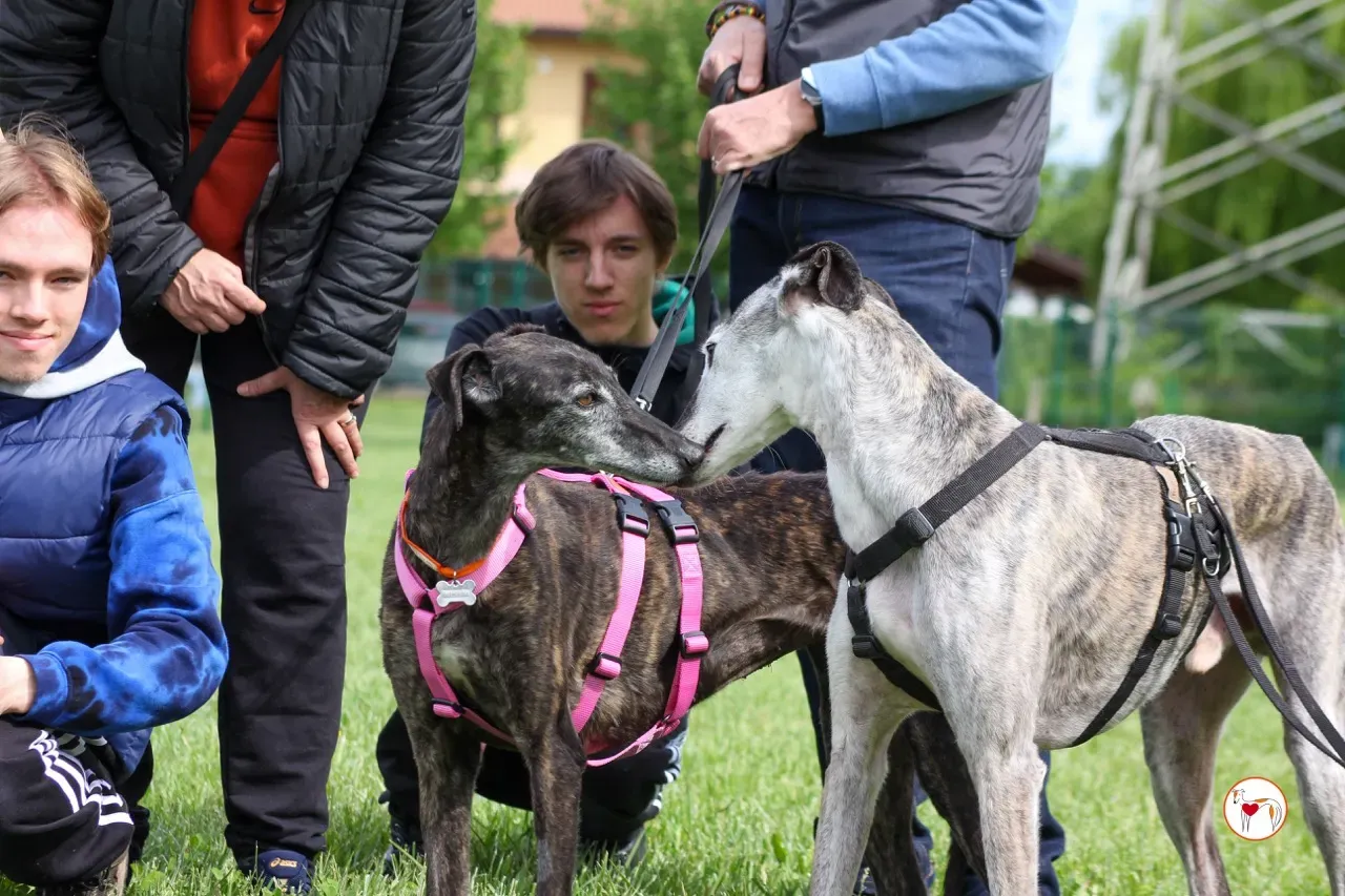 mitico galgo foster 09