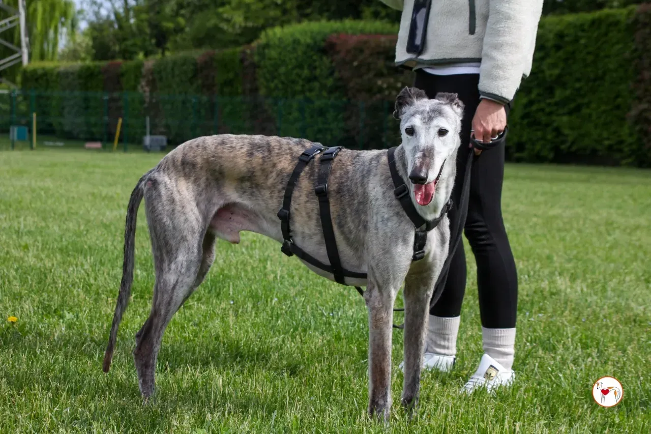 mitico galgo foster 10