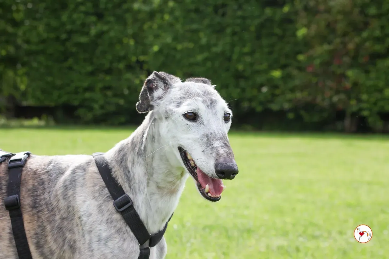 mitico galgo foster 11