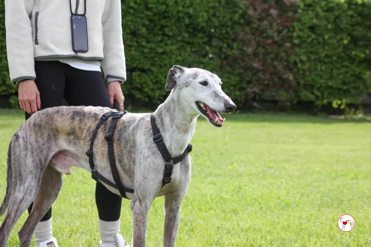 mitico galgo foster 12