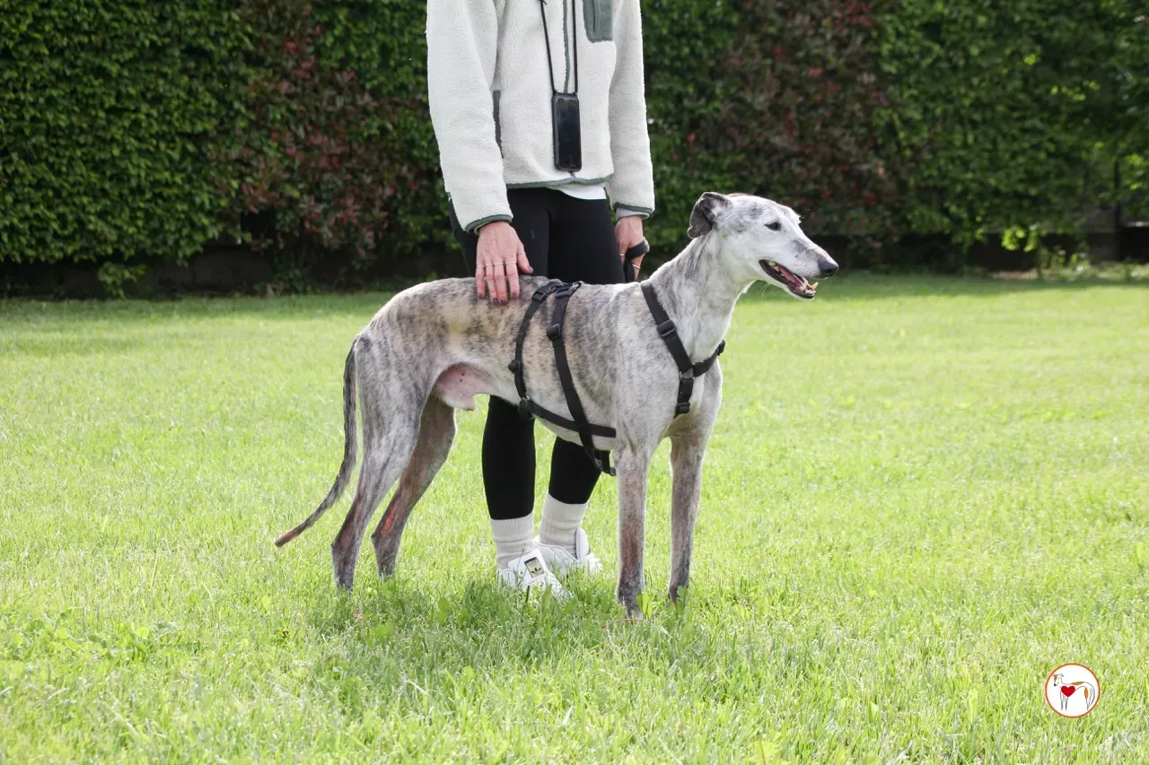 mitico galgo foster 13