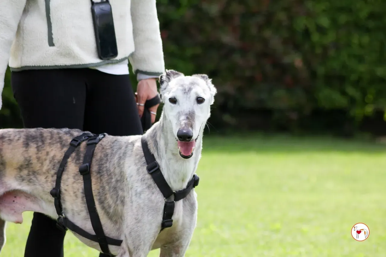 mitico galgo foster 14