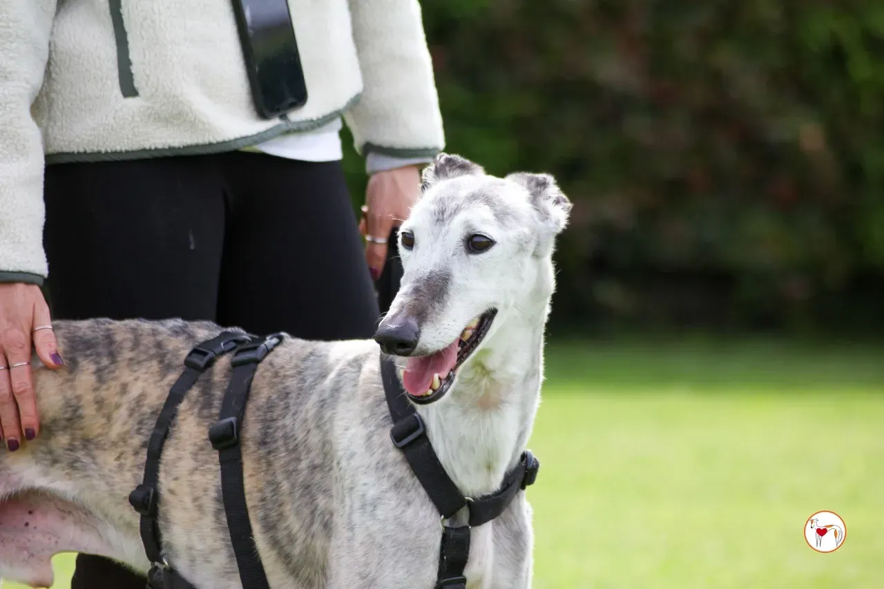 mitico galgo foster 15