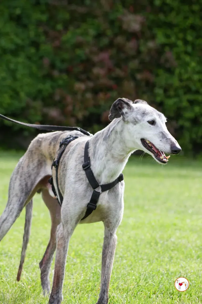 mitico galgo foster 16