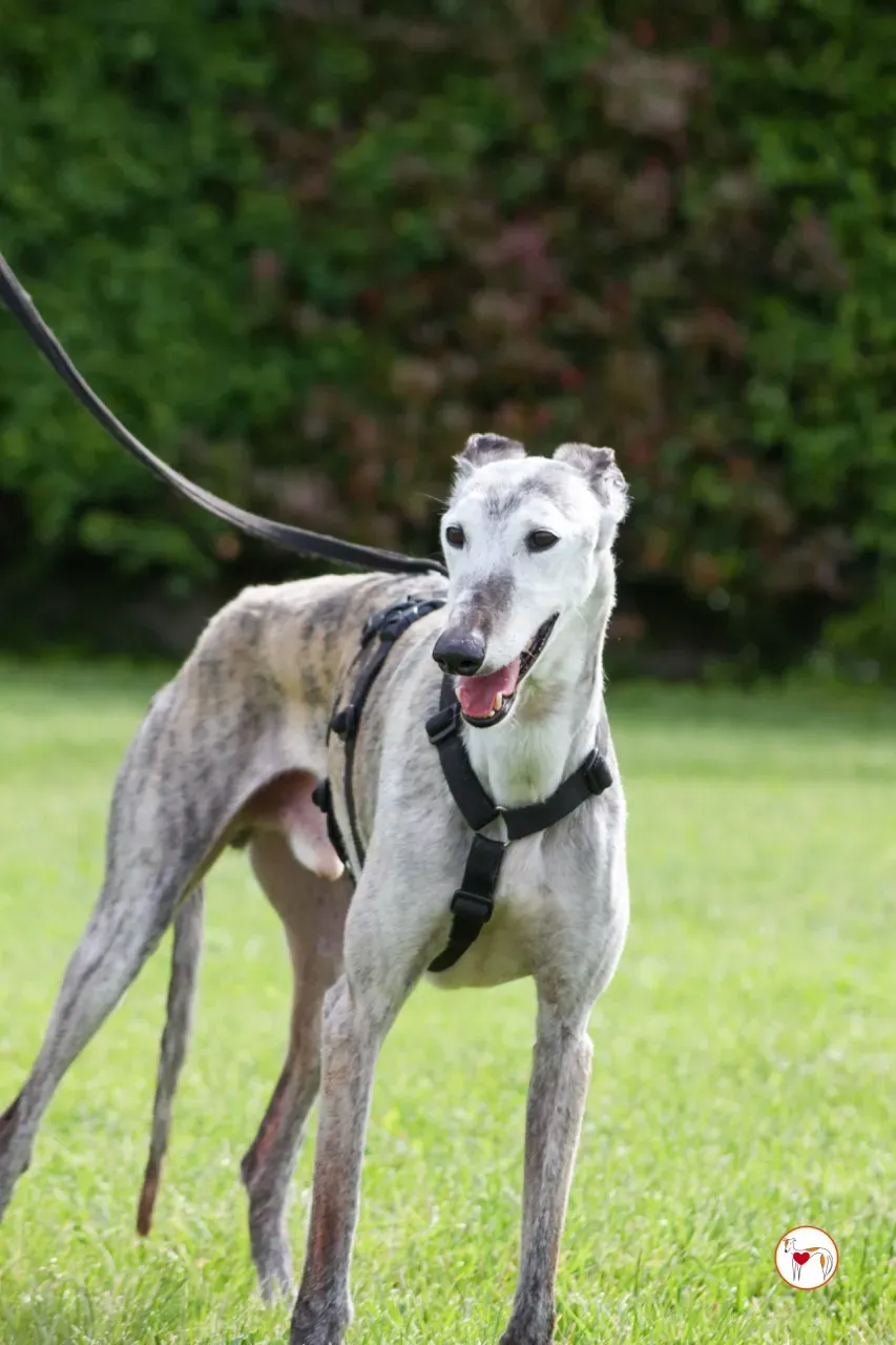 mitico galgo foster 17