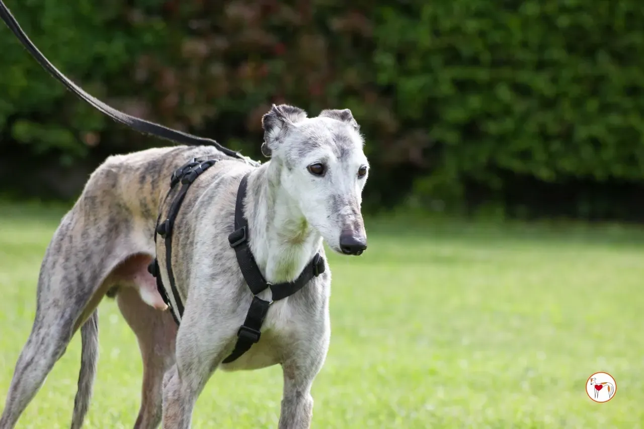 mitico galgo foster 18