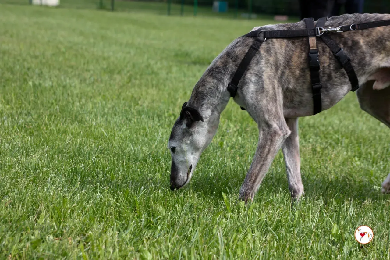 mitico galgo foster 19
