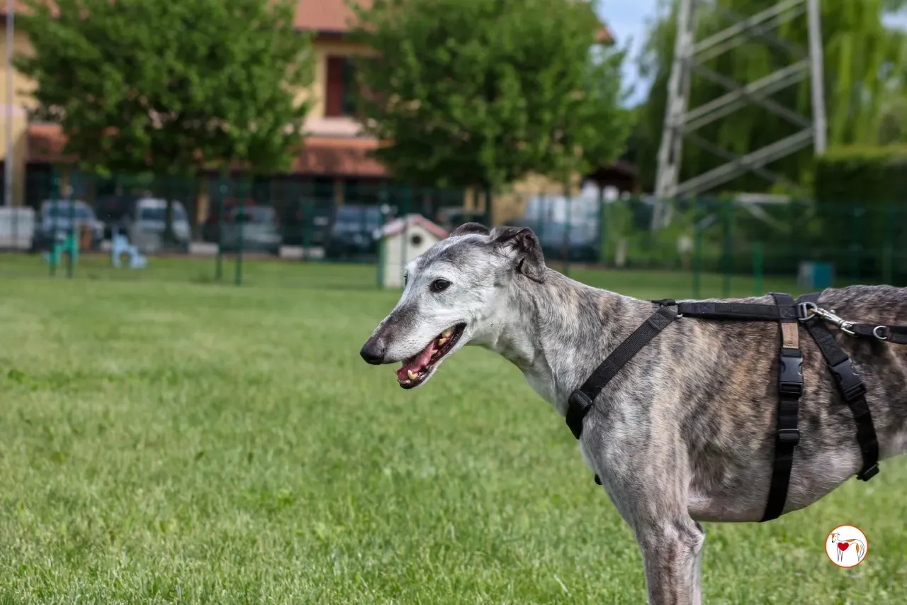 mitico galgo foster 20