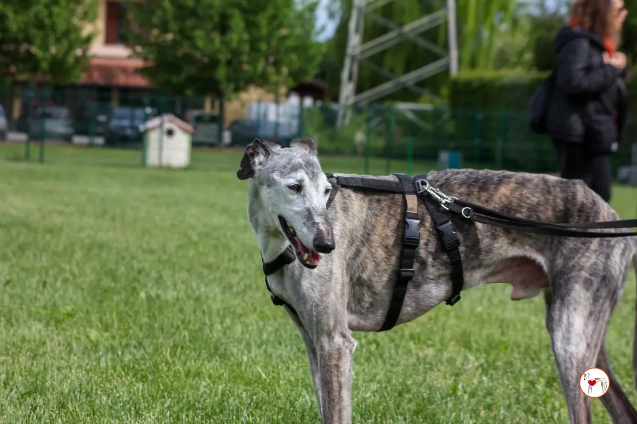 mitico galgo foster 21