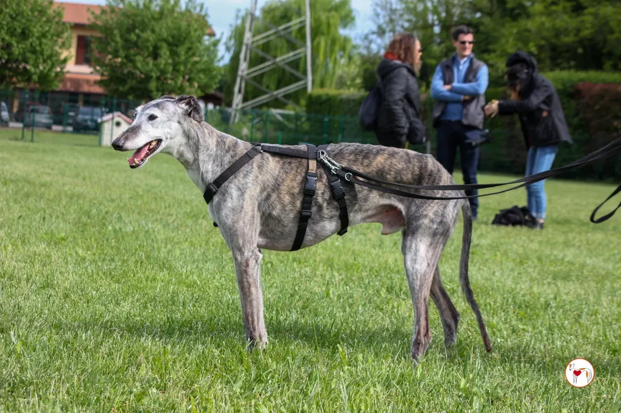 mitico galgo foster 22