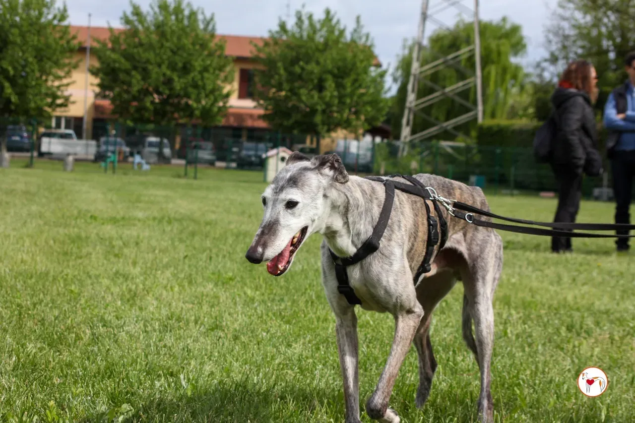 mitico galgo foster 23