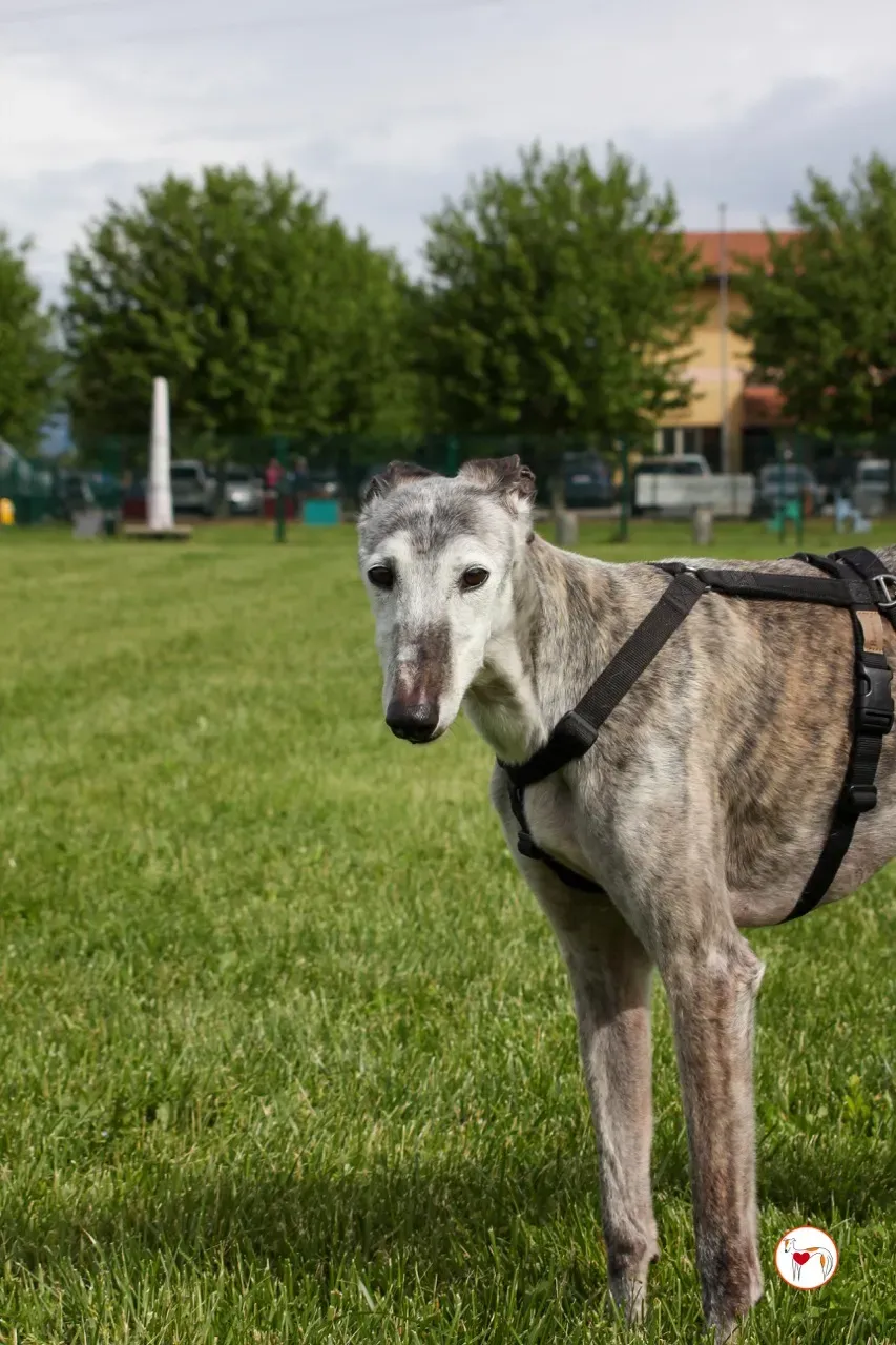 mitico galgo foster 24