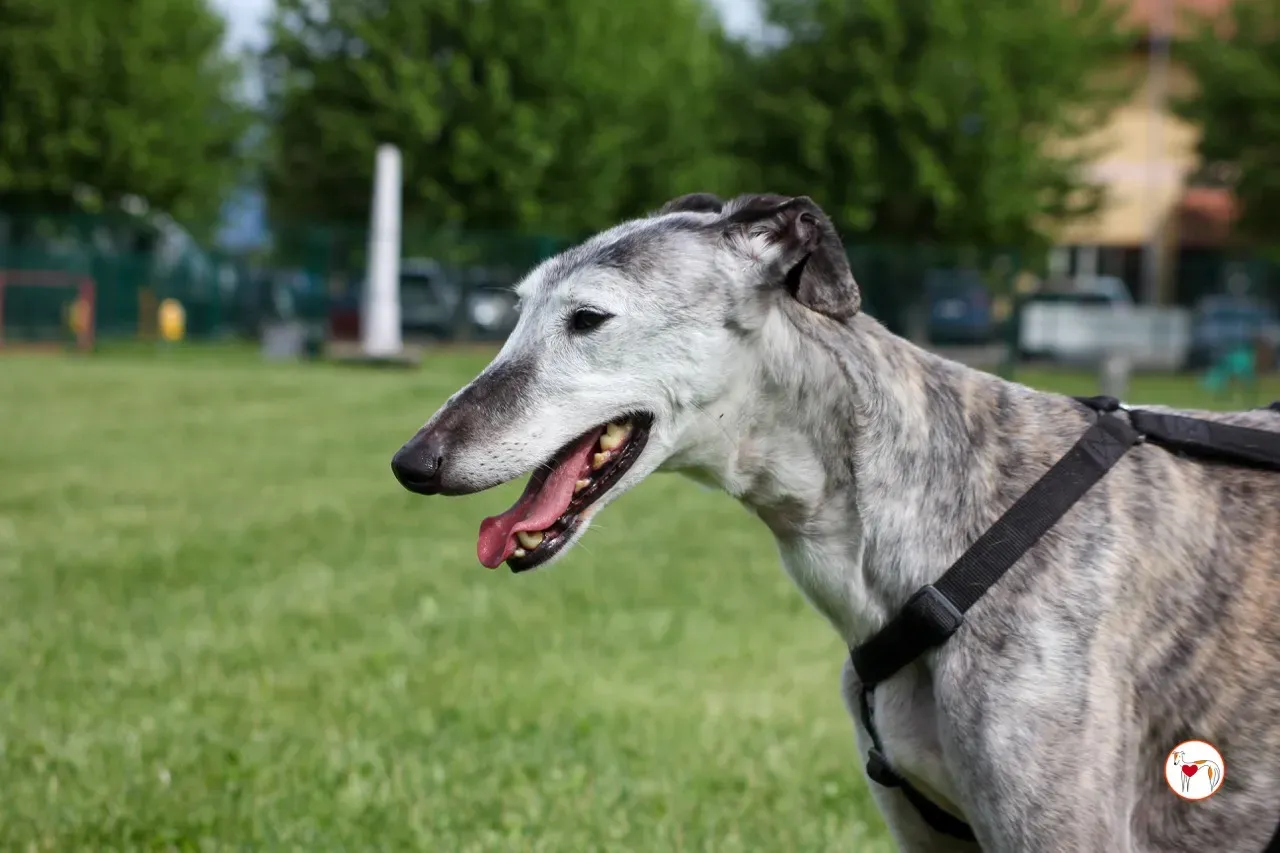 mitico galgo foster 25