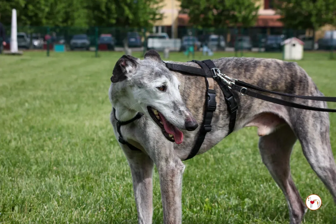 mitico galgo foster 26