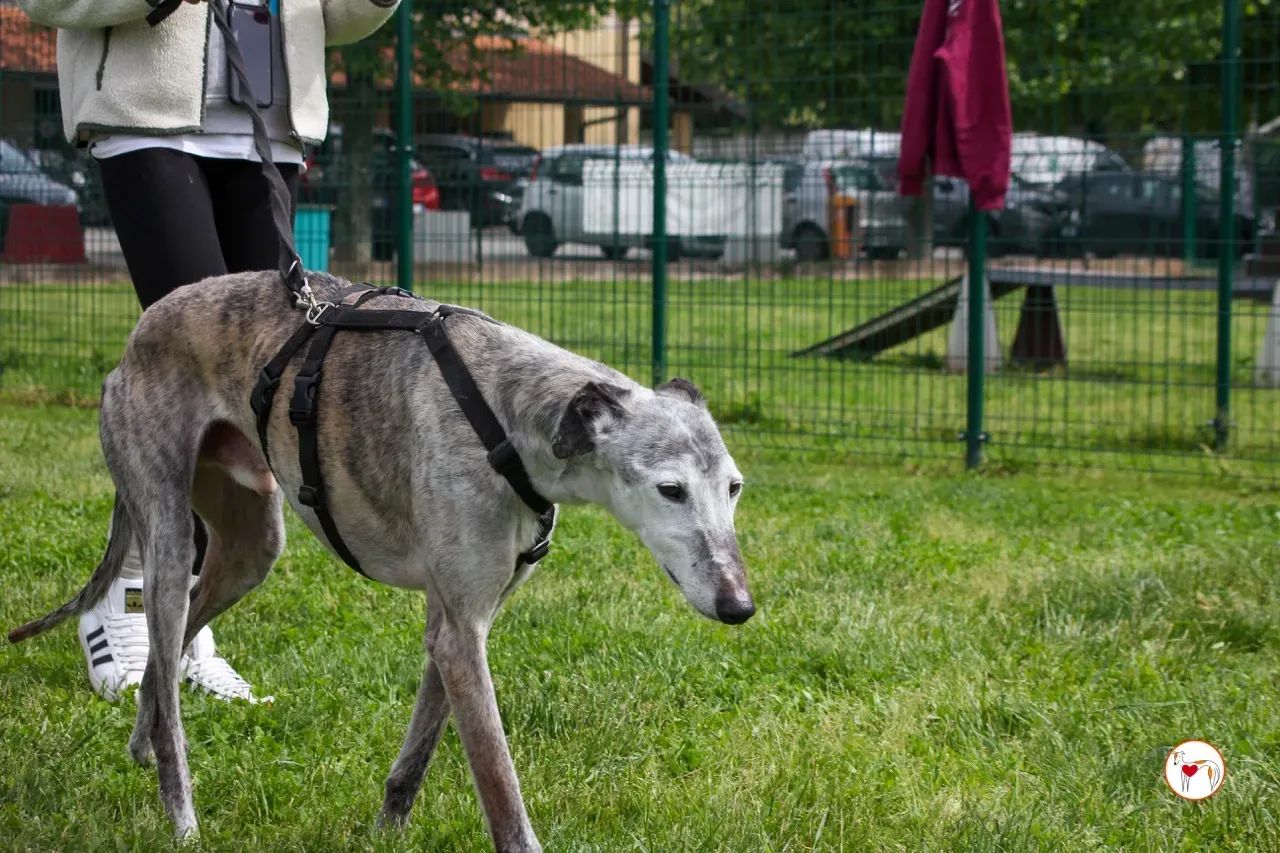 mitico galgo foster 27