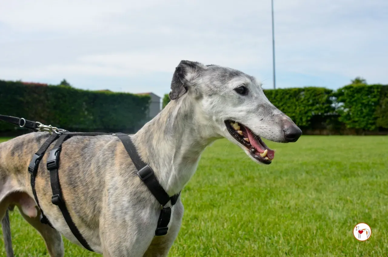 mitico galgo foster 28