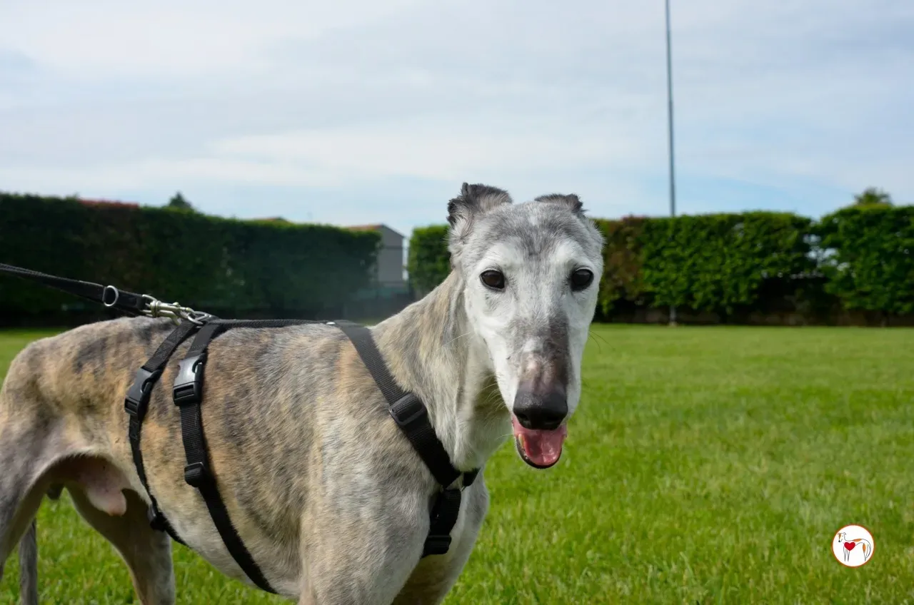 mitico galgo foster 29