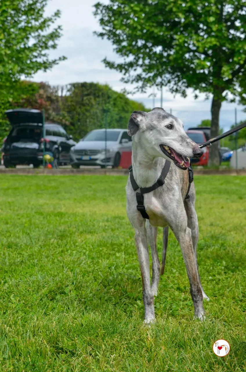 mitico galgo foster 30