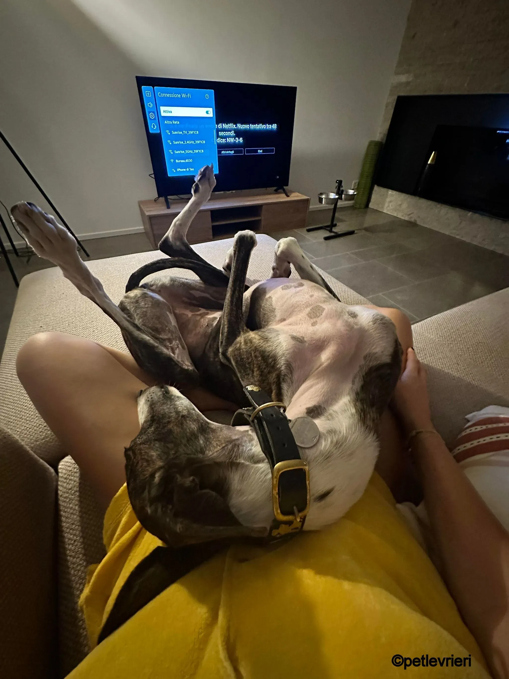 modigliani pet levrieri felici casa 1