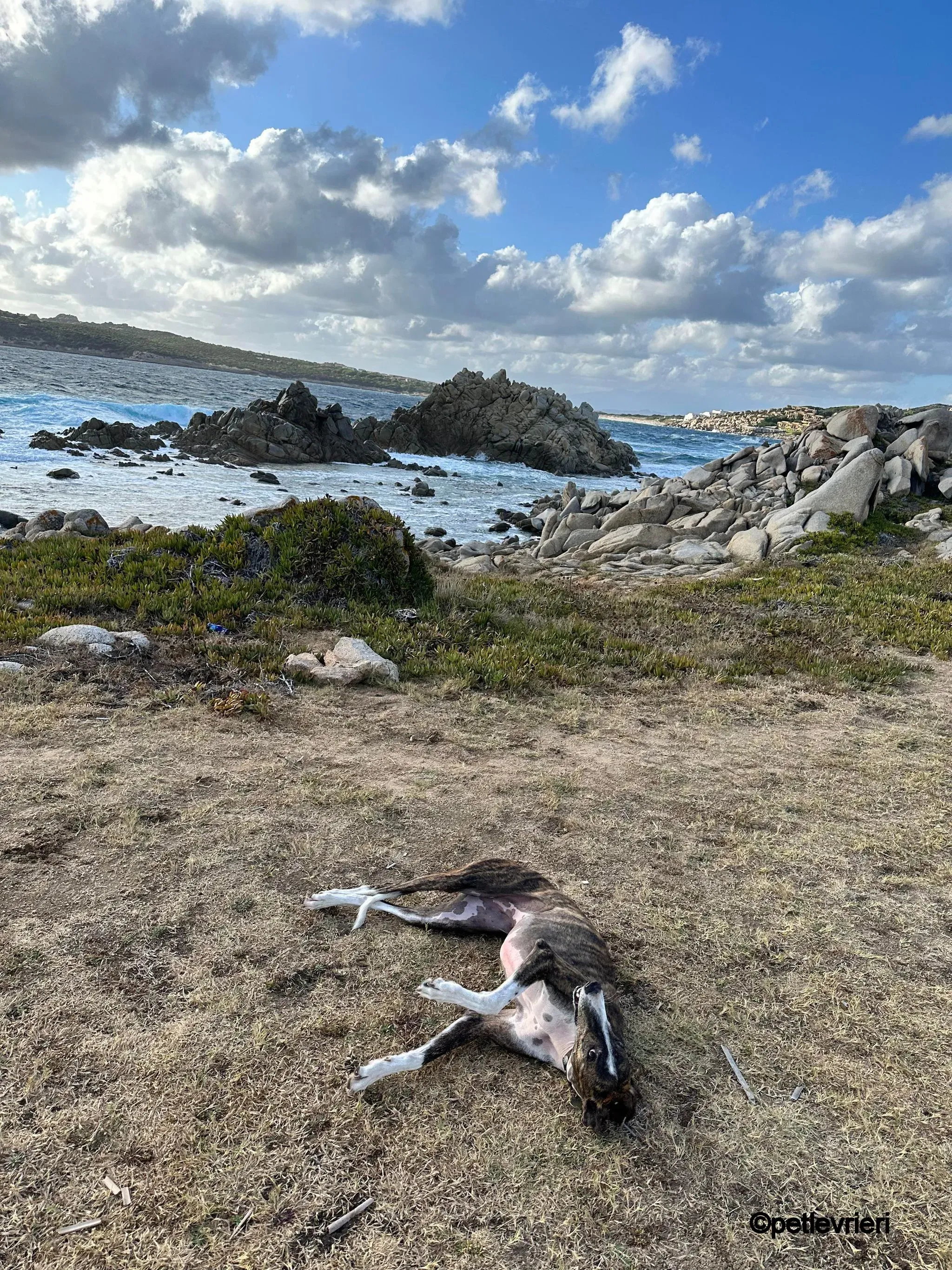 modigliani pet levrieri felici casa1 1