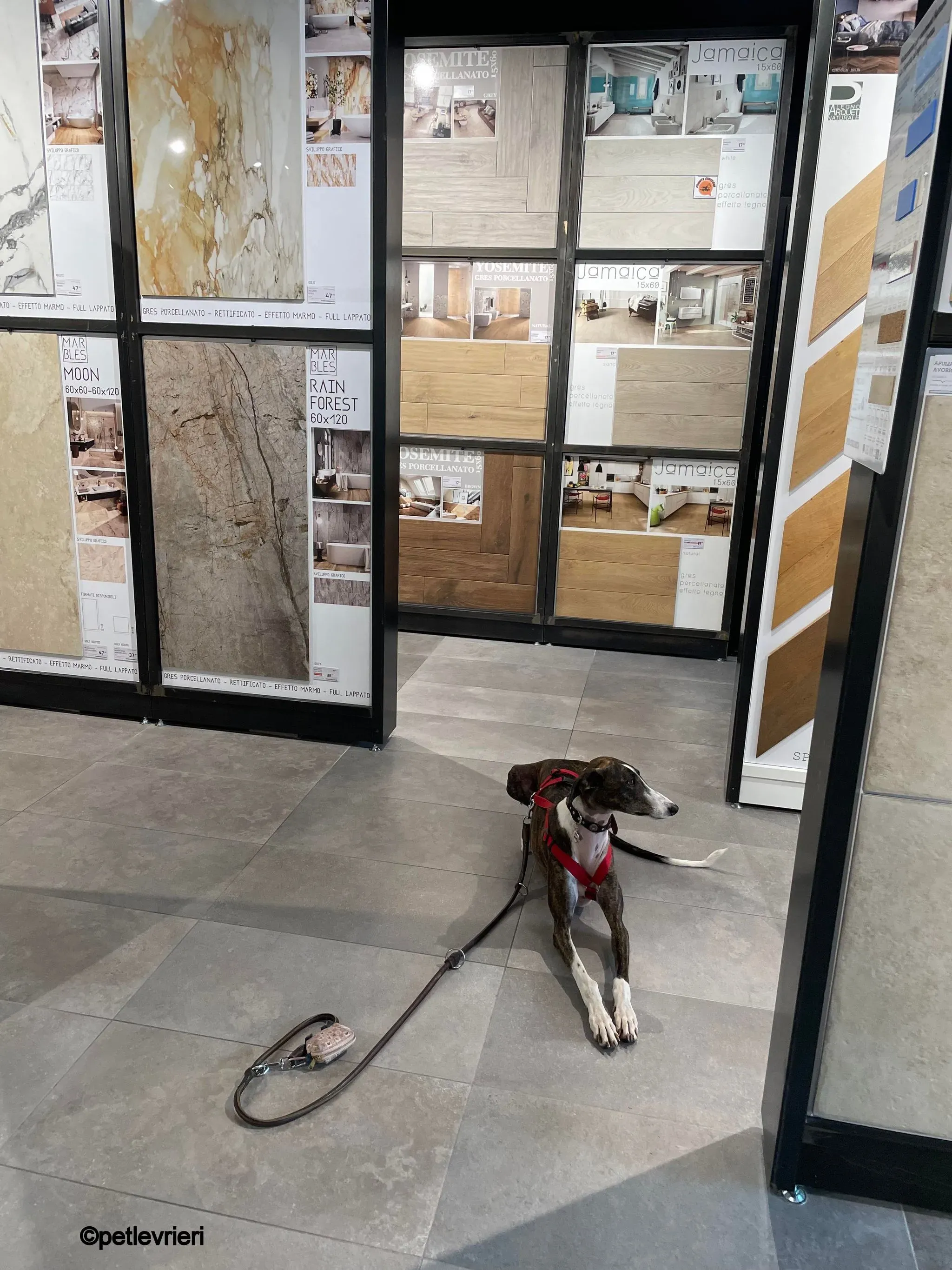 modigliani pet levrieri felici casa10 1